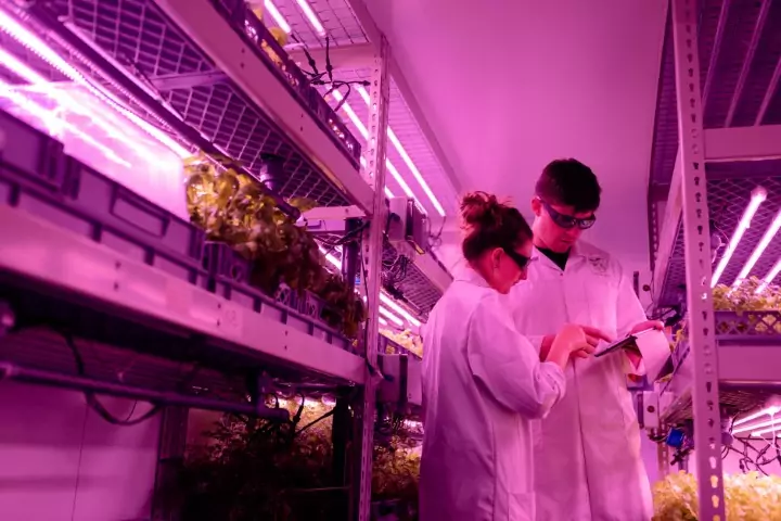 Vertical Farming Gastronomie als Trend zur regionalen Beschaffung von Zutaten